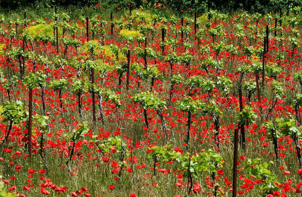 Une Campagne En Provence Bras Kültér fotó